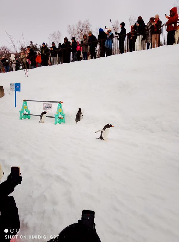 ペンギンと観衆.jpg