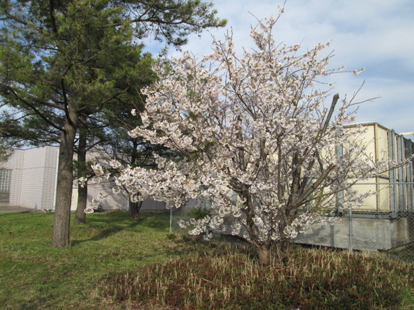 上り桜.JPG