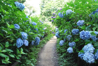 02あじさいの小径.jpg