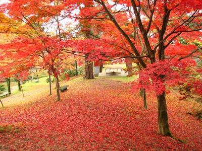 村松公園紅葉.jpg