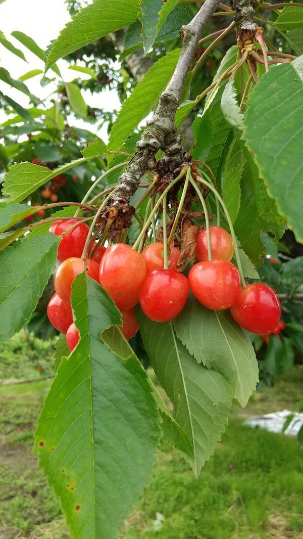 サクランボ1.jpg