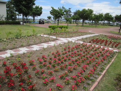 H29.6.4 花壇の様子.JPG