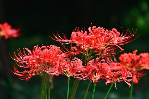 彼岸花1.jpg