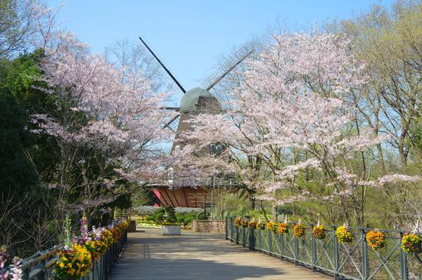 ふなばしアンデルセン公園 桜.jpg