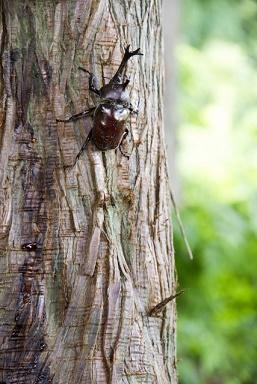 カブトムシ.jpg