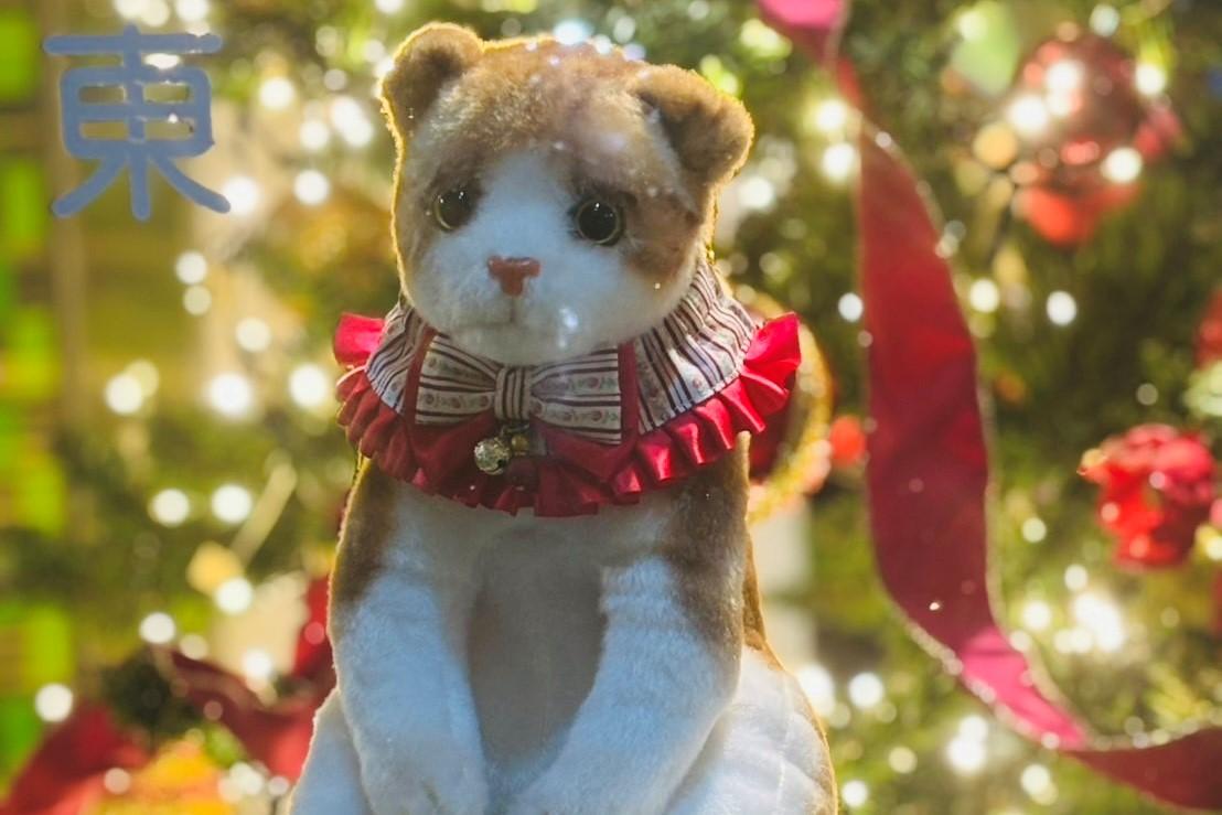 クリスマス猫.jpg