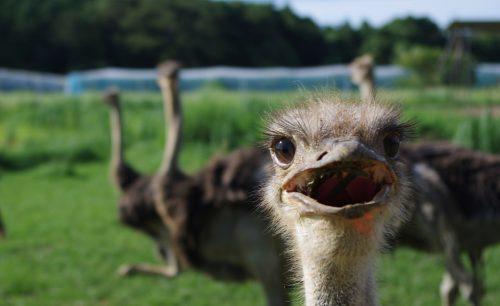 ダチョウ王国.jpg