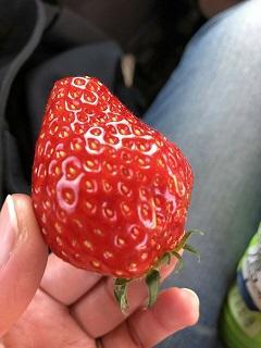 いちご22 (2).jpg