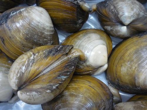 ホッキ貝 (1).JPG