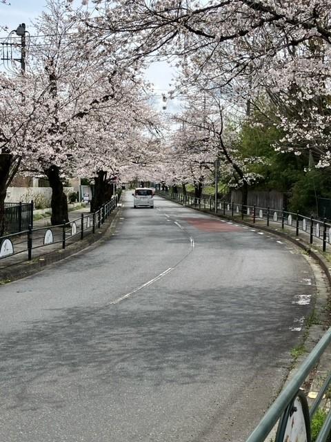 北桜通り.jpg