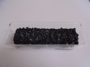 ㊦7月写真 (2).JPG