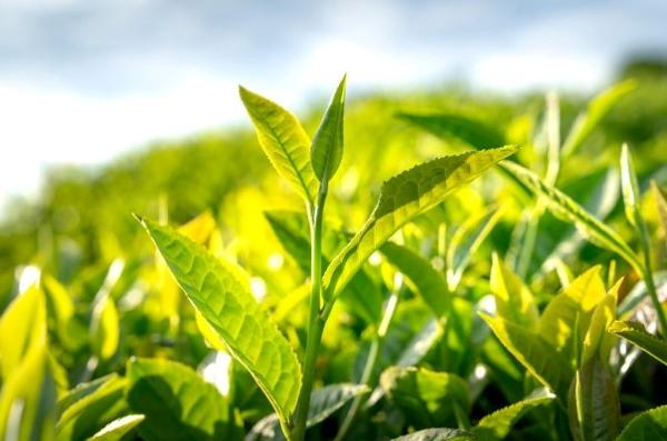 茶 (2).jpg