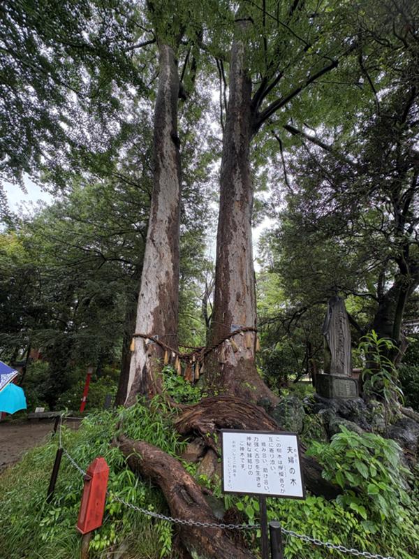 木2.jpg