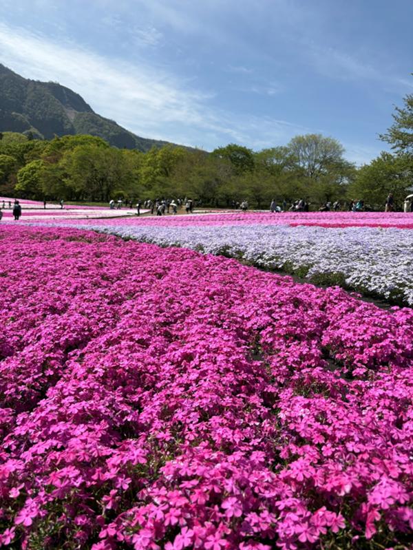 芝桜.jpg