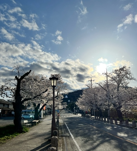 宝登山(桜).png
