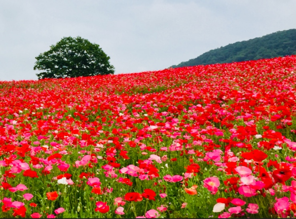 天空のポピー.png