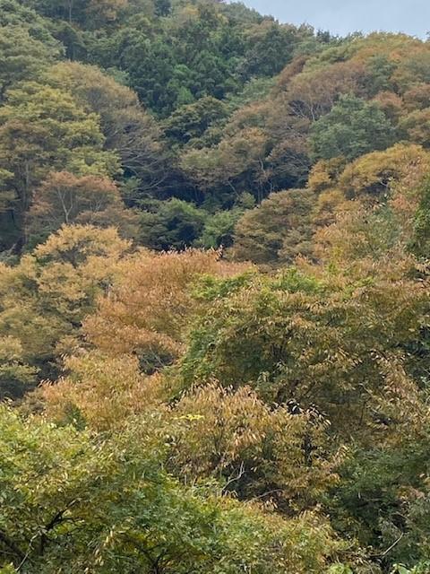 紅葉状況②.jpg