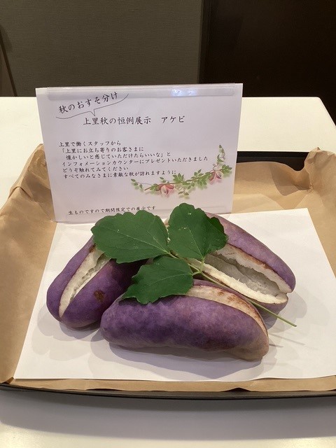 アケビ.jpg