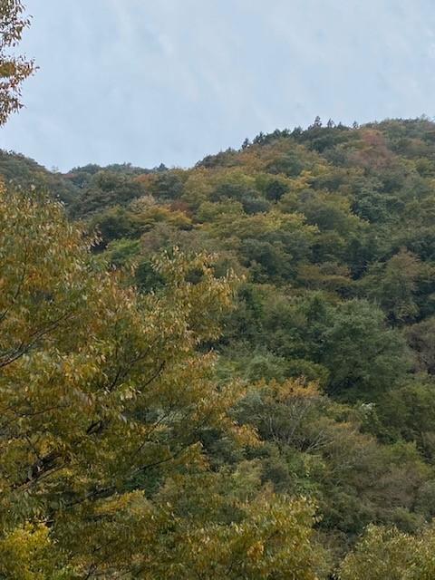 紅葉状況①.jpg