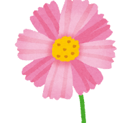 コスモス.png