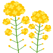菜の花.png