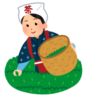 茶摘み.png