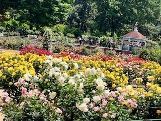 ばら園（写真）.jpg