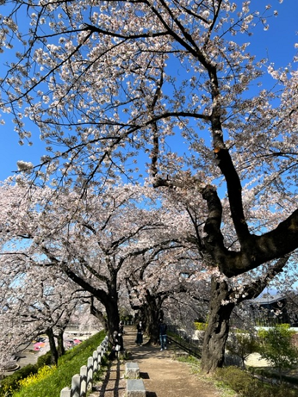 桜4.png