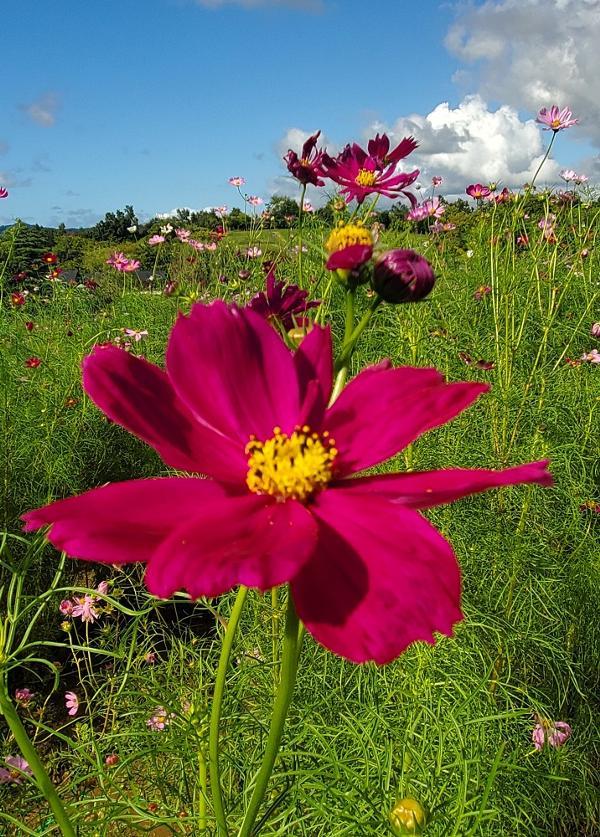 コスモス.jpg