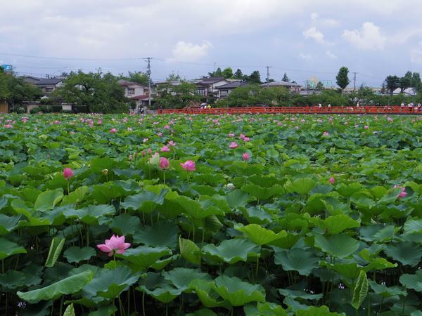 R5.8月㊦ブログ使用（高田城址公園蓮）IMGP0203.JPG