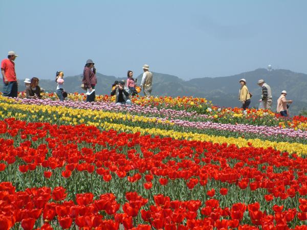 丘陵公園チューリップ.jpg