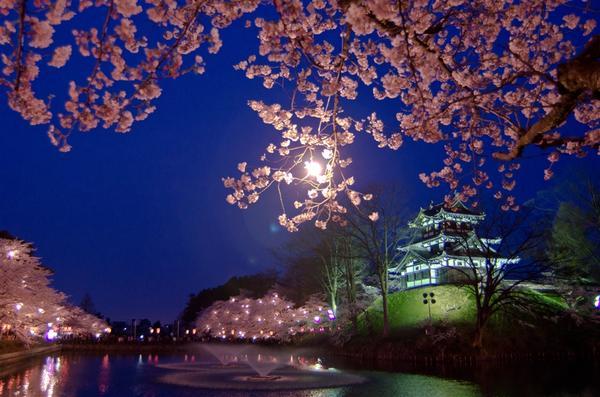 02_高田城百万人観桜会(夜桜2).jpg