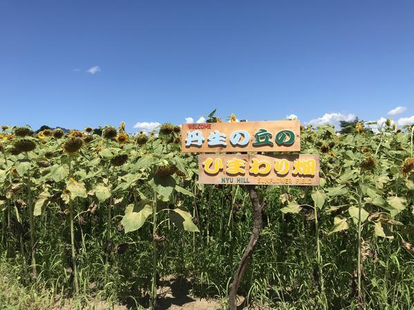 ひまわり看板.jpg