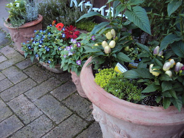 R2.8寄せ植え.JPG