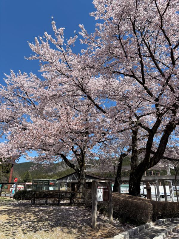 ㊦桜.jpg