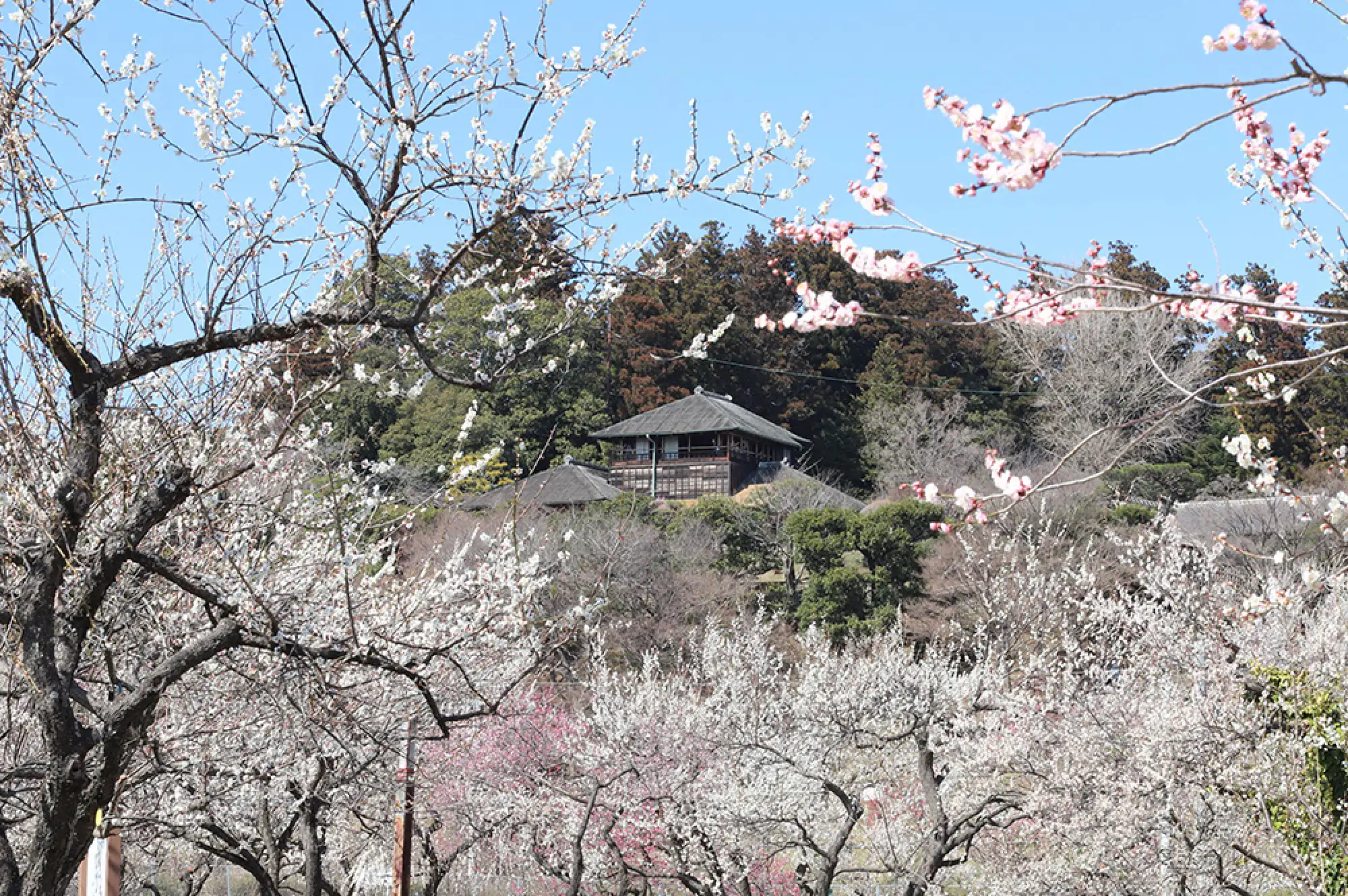 偕楽園（日本遺産）