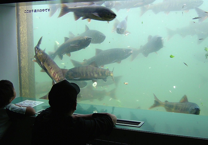 サケのふるさと千歳水族館