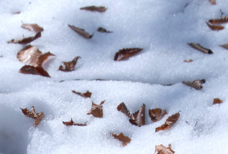 ドラぷら 未知の細道 熊を追跡 小国マタギ密着記 前編