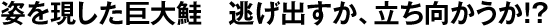 姿を現した巨大鮭　逃げ出すか、立ち向かうか!?