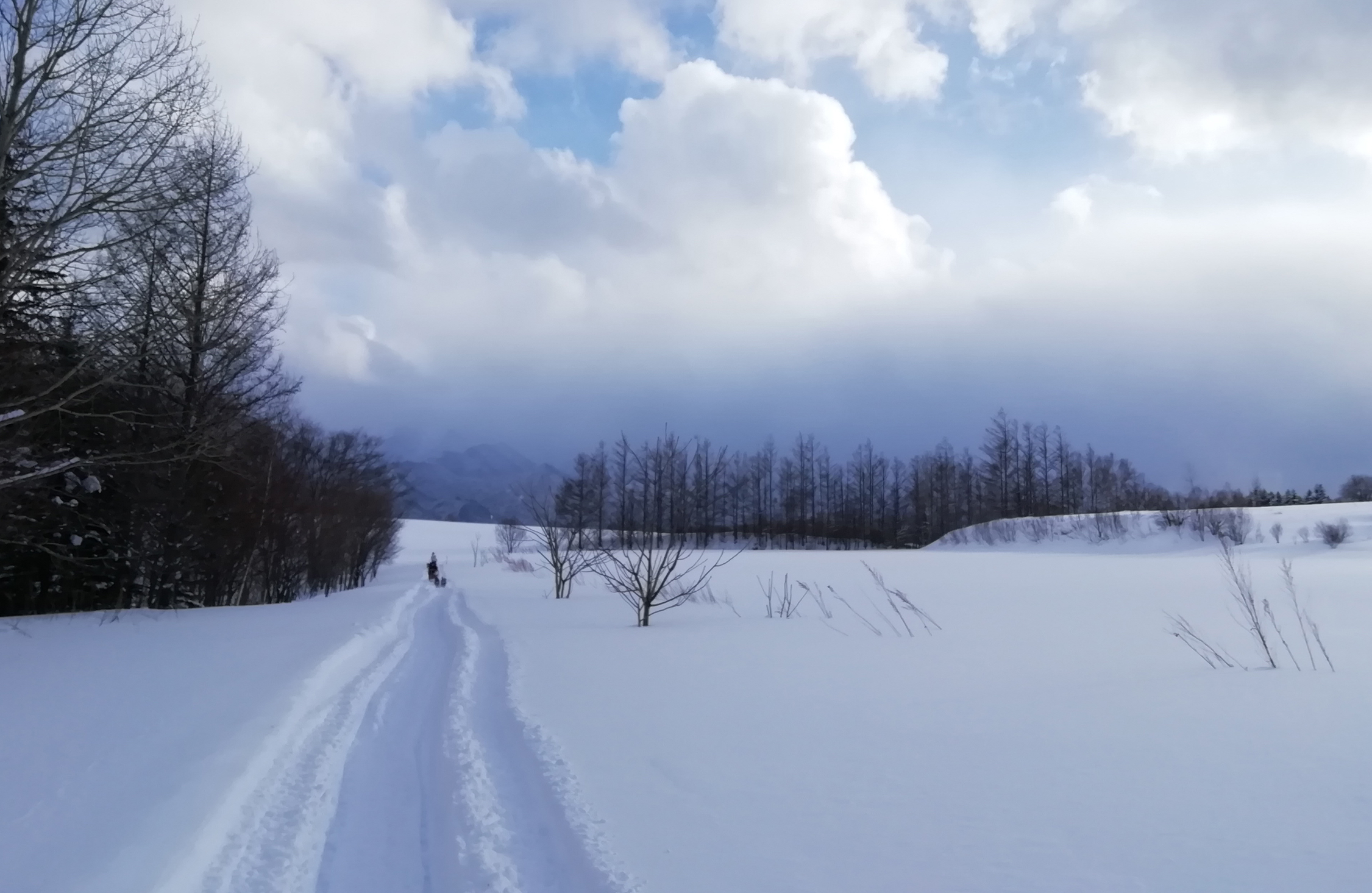 16キロを走破した僕らは ワン チーム 北海道の雪原を犬ぞりで駆ける 未知の細道 ドラぷら