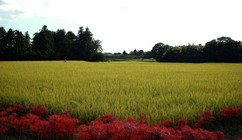 ドラぷら 未知の細道 世界の夜空に火の花束を 世界が認めた花火職人の終わりなき旅