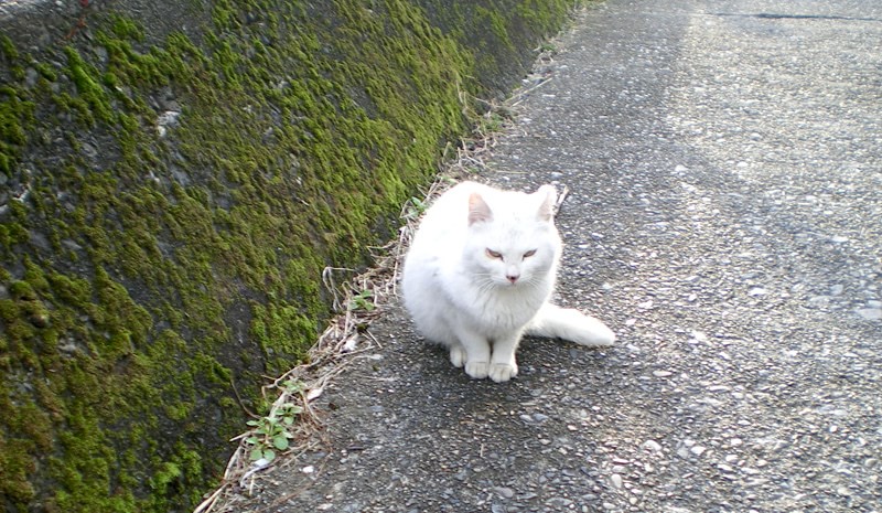 ドラぷら 未知の細道 源氏の代から変わらない琵琶湖に浮かぶ神の島