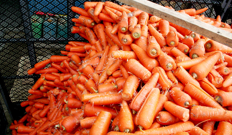 ドラぷら 未知の細道 コトブキライアンが還暦でも走る理由 ミスターばんえいが 千頭に一頭 と評する馬