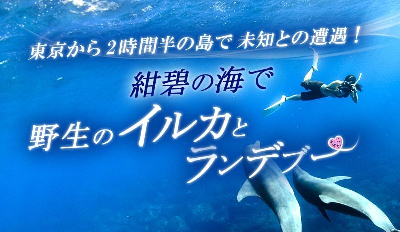 東京から2時間半の島で未知との遭遇！ 紺碧の海で野生のイルカとランデブー <