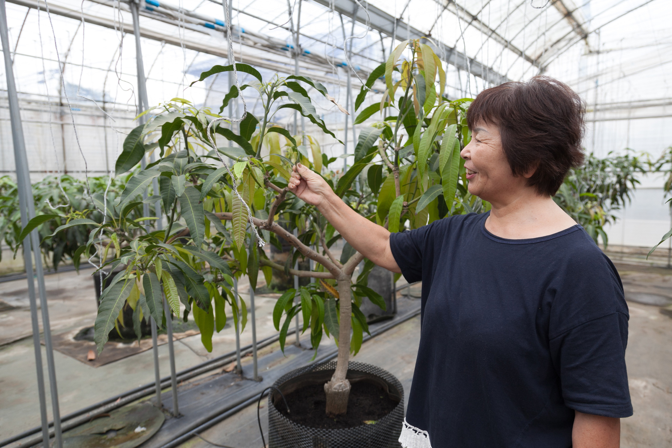 最高級の糖度の秘密 花き栽培の技術が実を結んだ マンゴー栽培 未知の細道 ドラぷら